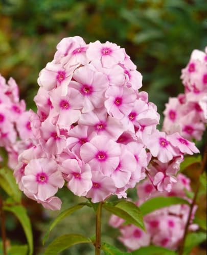 Phlox paniculata 'Kirmesländler' 11x11 cm Topf – Winterhart, Mehrjährig, Pflegeleicht – Hoher Sommerphlox – Staude für Beet & Rabatte