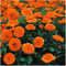50 Graines de Souci Double - Calendula officinalis 'Gitana' – Souci nain ORANGE - Fleur Jardin - 354