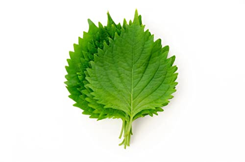 Green Shiso Japanese Perilla Leaf frutescens Premium Seeds for Planting Packet