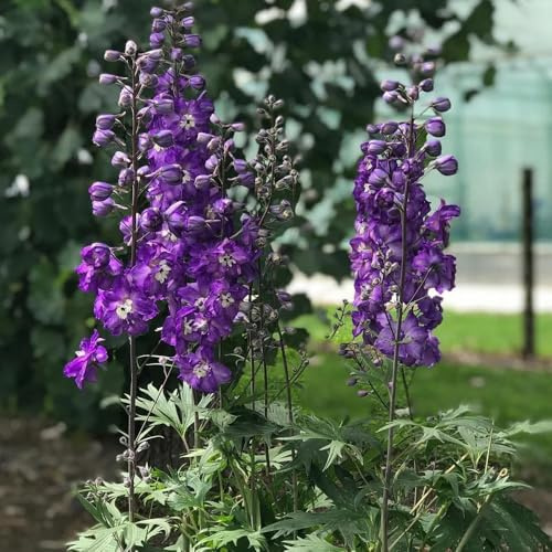 Rittersporn(Consolida ajacis),winterharte kübelpflanzen deko wohnzimmer modern langer Blütezeit für eine SchöNe Topfpflanze garten deko pflanzentopf 150Samen