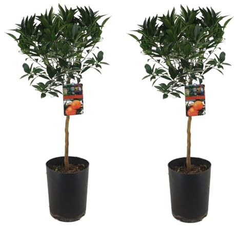Plant in a Box - Citrus Tarocco XL blutorange -2er Set - Zitrusbaum Winterhart - Topf 19cm - Höhe 90-110cm