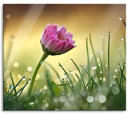 rosa Gänseblümchen im Gras Herdabdeckplatte & Spritzschutz aus Echtglas | Für Herd-Kochfelder | 60x52 cm
