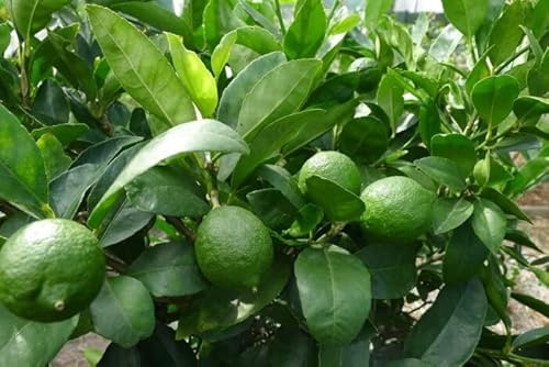 Aachondra 50pcs semillas de limonero verde oscuro