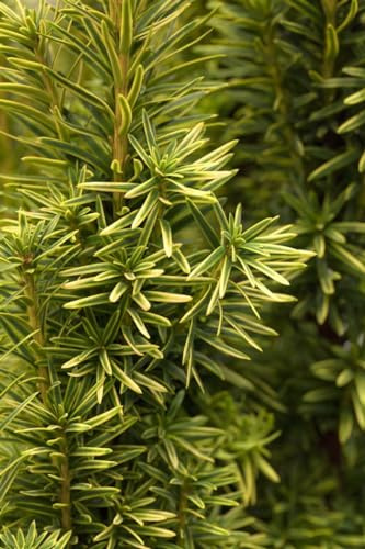 Säulen-Eibe Taxus baccata Fastigiata Aurea 20-30 cm immergrün | Sichtschutz, schnittvertraeglich, sonnig bis halbschattig, langsam wachsend, blickdicht, dekorative Saeulenform