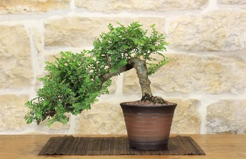 Bonsai di Olmo Parvifolia Seiju (90)