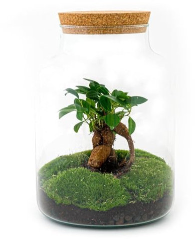 Exotenherz Flaschengarten Milky - DIY Pflanzenterrarium - 30 cm hoch - mit Ficus Ginseng Bonsai