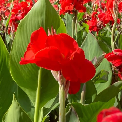 4bulbi di canna indica resistenti, autunnali dalla resistente tuberi di cannabis decorativi, vere a primaverile