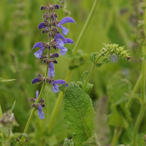 Blumixx Stauden Salvia pratensis – Wiesensalbei violettblau blühend – winterhart, bienenfreundlich, ideal für sonnige Beete & Naturgärten