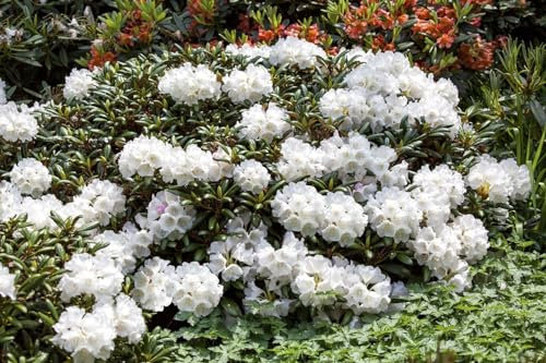 Duftrhododendron Rhododendron decorum 70-80 cm weiße Blüten immergrün