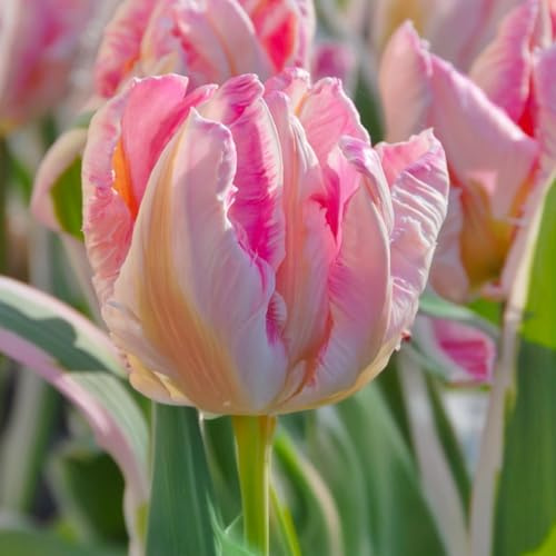 6 bulbes de Tulipes Perroquet ‘Elsenburg' | Circonférence 12/+ cm | Bulbes provenant des meilleurs producteurs néerlandais | Sélection exclusive et contrôle qualité | Floraison garantie.