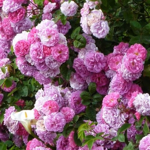 kletterrosen winterhart duftend zimmerpflanzen topfpflanzen schattenpflanzen winterhart balkon deko heilpflanzen frühlingsblumen schnittblumen 1000samen