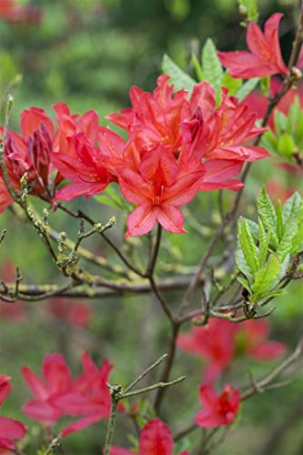 Rhododendron luteum 'Satan' 50–60 cm – Winterhart, Mehrjährig, Pflegeleicht – Gelbe Azalee – Zierstrauch für Garten & Beet