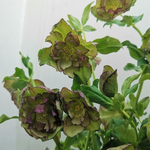 ChristroseSamen, Helleborus thibetanus, blumensamen gastgeschenk Christrosen Winterhart, bio exotische gartenpflanzen 200pcs