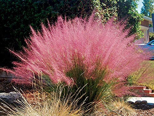 3 x Muhlenbergia capillaris im 1 Liter Topf (Ziergras/Gräser/Winterhart/Mehrjährig/Staude) Rosa Haargras - Rosa Wolken, die den Garten verzaubern - Blickfang - von Stauden Gänge