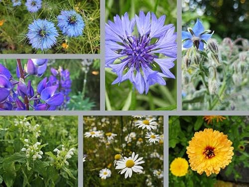 Deutsche Samen – Bunter Bauerngarten Set – 7 Verschiedene Pflanzen – Insektenfreundlicher Garten - Pflegeleichte mehrjährige Pflanzen – Abwechslungsreiche farbenprächtige Blumen