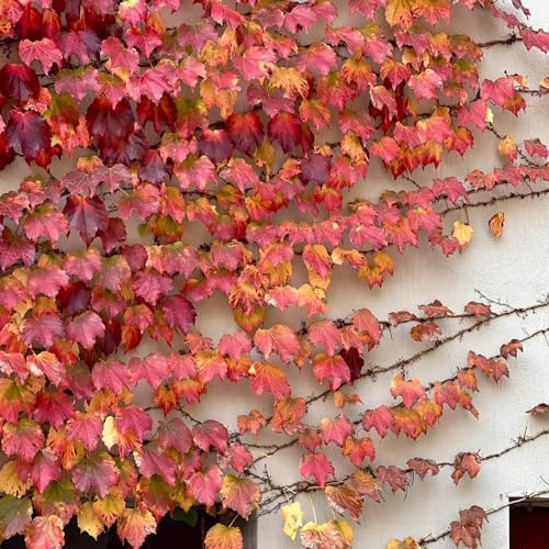 200 piezas Semillas de plantas trepadoras de enredadera de Virginia Las plantas de jardín de rocas son resistentes. Parthenocissus tricuspidata decoración de plantas en maceta plantas