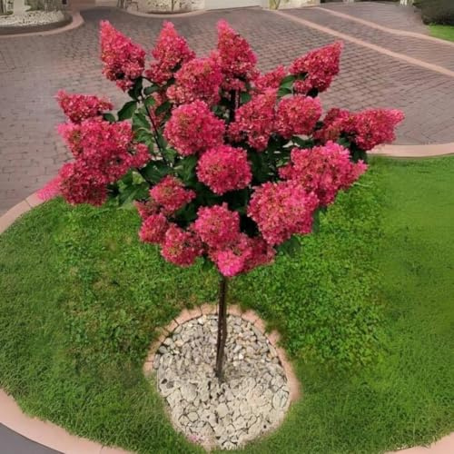 Dormant Hydrangea Live Plant Bush Shrub for Planting, 5 to 9 Hydrangea Tree Plant for Outdoor Planting, Change Color Flower Blooms (Pink to White to Red - Trim as Tree Hydrangea)