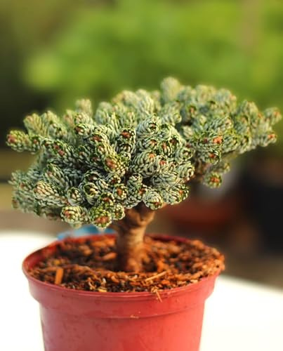 Koreatanne Abies koreana kohouts icebreaker 15-20 cm immergrün