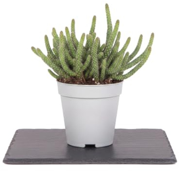 Rhipsalis Espinoso Rhipsalis Baccifera Horrida DECOALIVE | Cactus Vivo Ornamental Colgante | 9 cm Diámetro | 10 cm