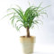 Beaucarnéa Noline Recourbée Pied d’éléphant pour la Maison ou le Bureau (40-50 cm pot inclus)