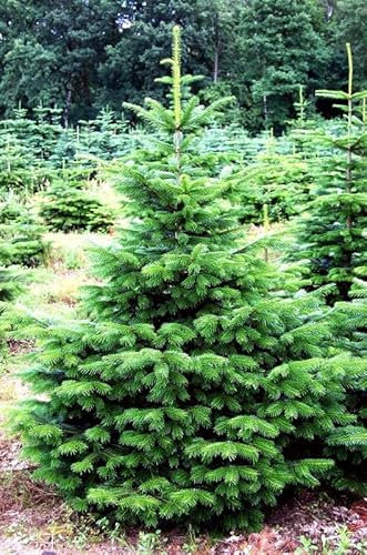 20 Semi di Abete della Normandia (Abies Nordmanniana)