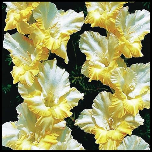 Cut Flowers/Gladiolus Bulbs for Planting/Greening Flower/Excellent Display/Good for Containers/Natural Organic-15 Bulbs-G