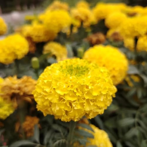 semi di calendula, Tagetes erecta, esterno resistenti da giardino roccioso resistenti esterno autunnali di balcone amici decorazione 500pcs