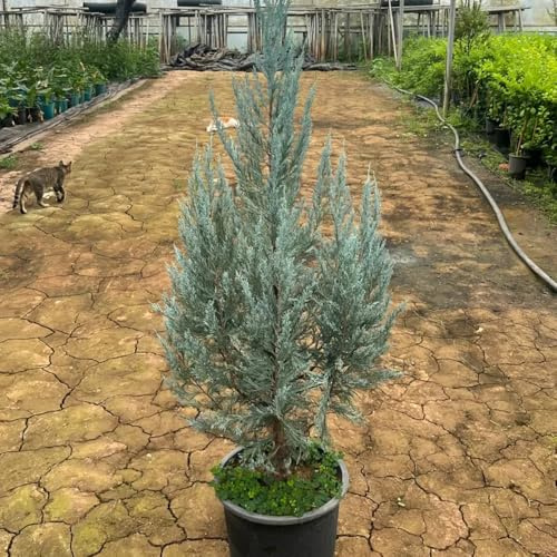 semi resistenti di cipresso - decorazione soggiorno da appartamento scarsa richiesta di luce giardino all'esterno 450pcs