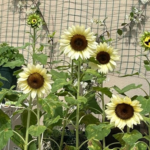Sonnenblumen,sonnenblume exotische zimmerpflanzen bodendecker stauden topfpflanzen deko büro garten gartendeko für draußen gartenblumen balkonblumen seltene steingarten winterharte 40samen