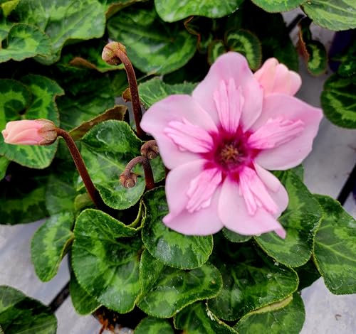 POWERS TO FLOWERS - CICLAMINO ILLUSIA, 2 PIANTE, VASO 11CM DIAMETRO, piante vere