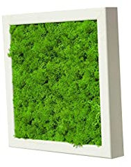 Islandmoosbild Moosbild Islandmoos Rentiermoos Moos Moosbilder Wandbild Wanddeko Wandbilder mit Island Moss Mooswand Pflanzenbild Bilder Deko mit Holzrahmen Bilderrahmen (25 x 25 cm, Weiss)