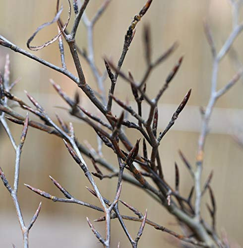 Hochstamm Geschlitztblättrige Rotbuche 100-125cm - Fagus sylvatica - lebende Gartenpflanze aus den Baumschulen
