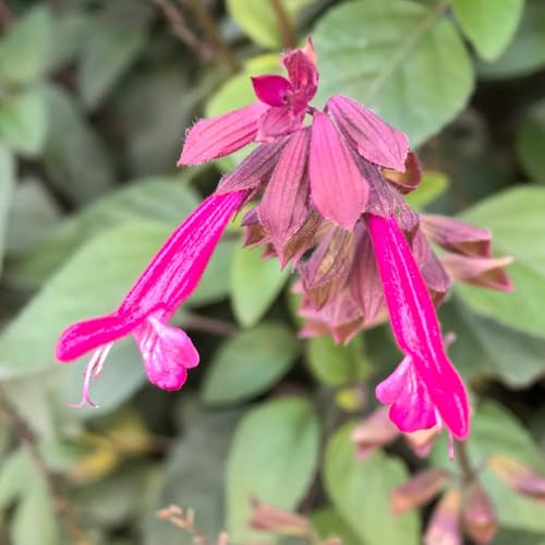 semillas de salvia de fuego, decoraciones florales, de otoño Salvia esplendorosa, raras exóticas de balcón semillas ecológicas 150pcs
