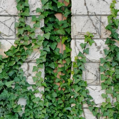Semi di edera, semi di varietà antiche le rampicanti sono resistenti regali sostenibili 500pcs