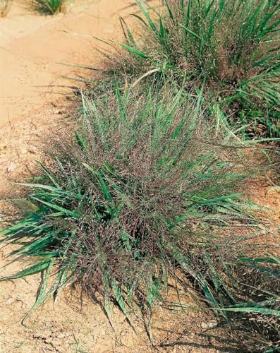 Eragrostis spectabilis 9x9 cm Topf – Mehrjährig, Pflegeleicht – Purpur-Liebesgras – Ziergras für Beet & Steingarten