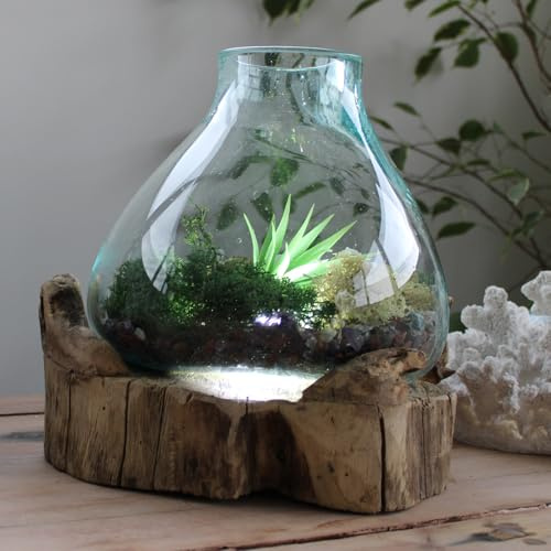 30cm Large Fish Tank Bowl Display w/Light – Acquarium Molten Glass on Wooden Teak Root Handmade
