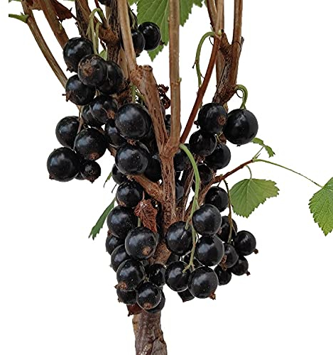 Schwarze Johannisbeere `Cassissima® Black Marble´, Buschform, 40-60cm im 3L-Topf