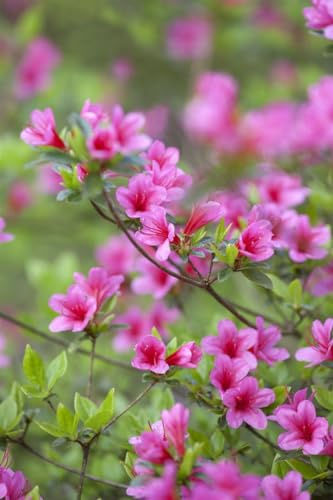 Japanische Azalee Rhododendron obtusum Silvester 30-40 cm winterhart | Halbschattiger Standort, kompakter Wuchs, blühfreudig, ideal für Beet, Vorgarten und Terrasse, schnittverträglich