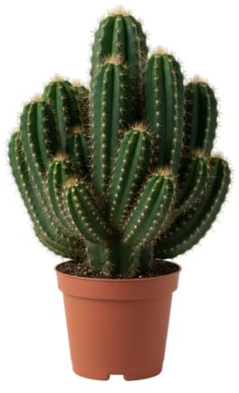 Cactus de Ordenador DECOALIVE Planta Pequeña Ideal Para Crear un Escritorio con Vida