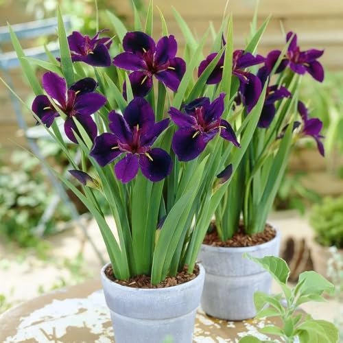 12bulbi di iris perenni resistenti - iris - iris, giardino decorazione, appartamento copertura del terreno, perenne decorazione