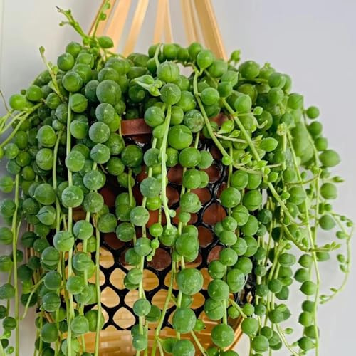 Semi di Senecio rowleyanus, pendenti semi biologici, da ufficio Le perenni sono 300pcs
