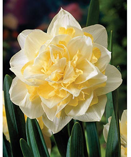 Hardy Bulb Beautiful Daffodil White Lion Narcissus Daffodil Flower Ideal as a Cut-Flower Bulbs by Thompson and Morgan (20)