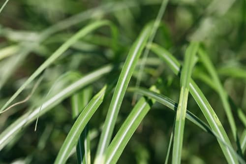 Miscanthus sinensis 'Cabaret' – Winterhart, Mehrjährig, Pflegeleicht – Chinaschilf – Ziergras für Beete & Sichtschutz