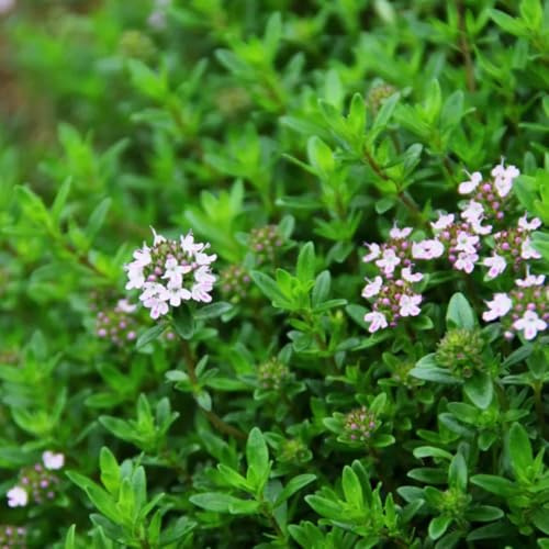semillas resistentes de tomillo rastrero - jardín perennes decoración balcón 300pcs