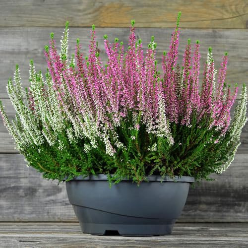 heidekraut, wildblumensamen hochbeet heidekraut, blumensamen balkon, herbst deko wildbalkonblumen winterharte garten topfpflanzen 25samen