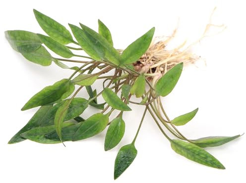 K2AQUA Cryptocoryne Beckettii Live Aquarium Plant Easy Care Beautiful Red Green Brown Foliage Perfect for Freshwater Tropical Tank Aquascapes