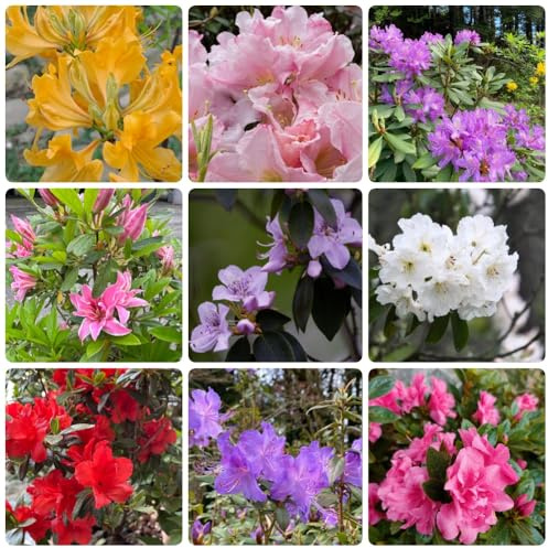 Semillas de azalea, silvestre de rododendro Las perennes son perennes resistentes 250pcs