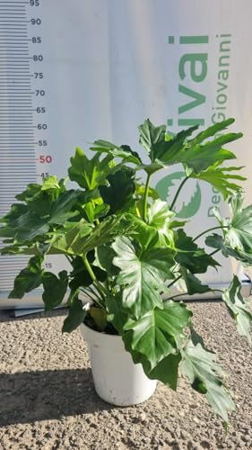 PIANTA DI PHILODENDRON SELLOUM SHANGRI-LA IN VASO 20 CM (foto reale) DA INTERNO