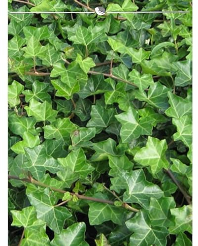 Irischer Efeu Hedera hibernica 80-100 cm im Topf. Angebot: 50 Pflanzen. Winterhart