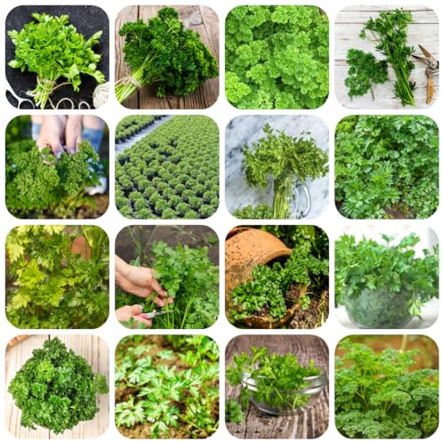 semi di prezzemolo perenne resistente, giardino da interno di prezzemolo biologico rare, biologici, 1200pcs